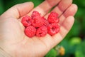 Raspberries in the hand. Male hand holds raspberries.