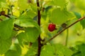 Raspberries hang on a branch on a sunny day. Red garden berry on a bush. Summer concept. Royalty Free Stock Photo