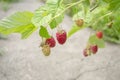 Raspberries hang on the bush. Beautiful, ripe berries in the summer on the bush. Red raspberries ripened on the plant. Royalty Free Stock Photo