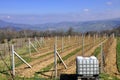 Raspberries have been freshly planted