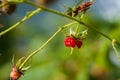 Raspberries have eaten. Raspberry on branch in garden. Large juicy ripe raspberries on branches, sunny summer day. Close up view Royalty Free Stock Photo