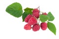 Raspberries isolated Royalty Free Stock Photo