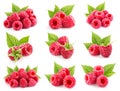Raspberries leaf collection Royalty Free Stock Photo