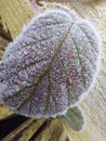 Raspberries leaf frost leaf Garden picture
