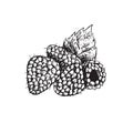 Raspberries and leaf, hand drawn doodle, sketch, outline black and white vector