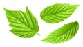Raspberries leaves isolated on a white background Clipping Path Royalty Free Stock Photo