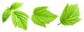 Raspberries leaves isolated on a white background Clipping Path Royalty Free Stock Photo