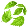 Raspberries leaves isolated on a white background Clipping Path Royalty Free Stock Photo
