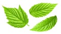 Raspberries leaves isolated on a white background Clipping Path Royalty Free Stock Photo