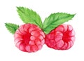 Raspberries with leaves isolated on white background, watercolor