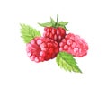 Raspberries with leaves, watercolor illustration