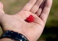 Raspberries in the male palm on a summer day