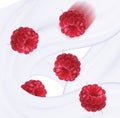 Raspberries and milk splash, isolated on white background Royalty Free Stock Photo