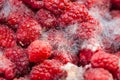 Raspberries with mold Royalty Free Stock Photo