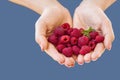 Raspberries, palms handful of big red raspberries in the palms on the blue background