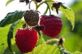 Raspberries at plant in summer Royalty Free Stock Photo