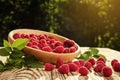 raspberries in a plate,in wooden bowl,basket/bush branch/growing raspberries,raspberries background closeup photo,high resolution Royalty Free Stock Photo