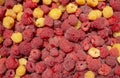 Raspberries are red and yellow. A lot of raspberries - harvesting summer berries. Red and yellow raspberries - Royalty Free Stock Photo