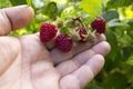 Raspberries. Ripe Raspberry In The Fruit Garden Royalty Free Stock Photo