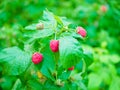 raspberries ripen on the bush. home without chemicals and additives. eco raspberries. Red raspberry ripened on a branch with