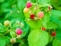 raspberries ripen on the bush. home without chemicals and additives. eco raspberries. Red raspberry ripened on a branch with