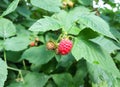 raspberries ripen on a twig in the garden. summer ripe berries. red and unripe fruits. growing gardening. harvest.