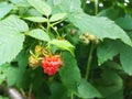 raspberries ripen on a twig in the garden. summer ripe berries. red and unripe fruits. growing gardening. harvest.