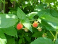 raspberries ripen on a twig in the garden. summer ripe berries. red and unripe fruits. growing gardening. harvest.