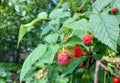 raspberries ripen on a twig in the garden. summer ripe berries. red and unripe fruits. growing gardening. harvest.