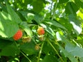 raspberries ripen on a twig in the garden. summer ripe berries. red and unripe fruits. growing gardening. harvest.