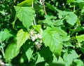 raspberries ripen on a twig. unripe berries in the garden, green leaves.