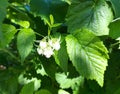 raspberries ripen on a twig. unripe berries in the garden, green leaves.