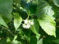 raspberries ripen on a twig. unripe berries in the garden, green leaves.