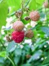 Raspberries ripening in the garden in summer Royalty Free Stock Photo