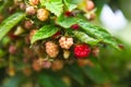 Raspberries ripening Royalty Free Stock Photo