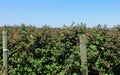 Raspberries ripening in July Royalty Free Stock Photo