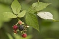 Raspberries ripening on the vine Royalty Free Stock Photo