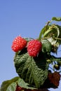 Raspberries, rubus idaeus, Normandy