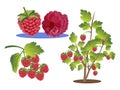 Raspberries set. Branch, bush and berry isolated on a white background. In minimalist style. Cartoon flat raster