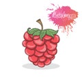 Raspberries vector illustration