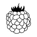 Raspberries. Vector stock illustration eps10. Outline, isolate on white background. Hand drawn.