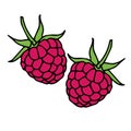 2 raspberries . Vector illustration