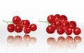 Raspberries on a white transparent background. Vector illustration