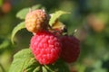 Raspberry