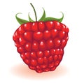 Raspberry