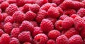 Raspberry background. Banner. Ripe fresh berries close up. Raspberries pattern