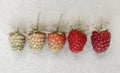 Raspberry background. Different kind of ripeness of raspberry. Royalty Free Stock Photo