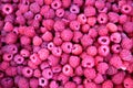 Texture fresh juicy fresh raspberry collected background