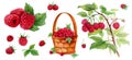 Raspberry in a basket, raspberry with a leaf, raspberry on a branch. Set of watercolor isolated illustrations