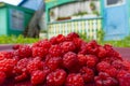 Raspberry basket / raspberry bush branch / growing raspberries